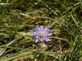 Close-up of a purple scabious flower in green grass