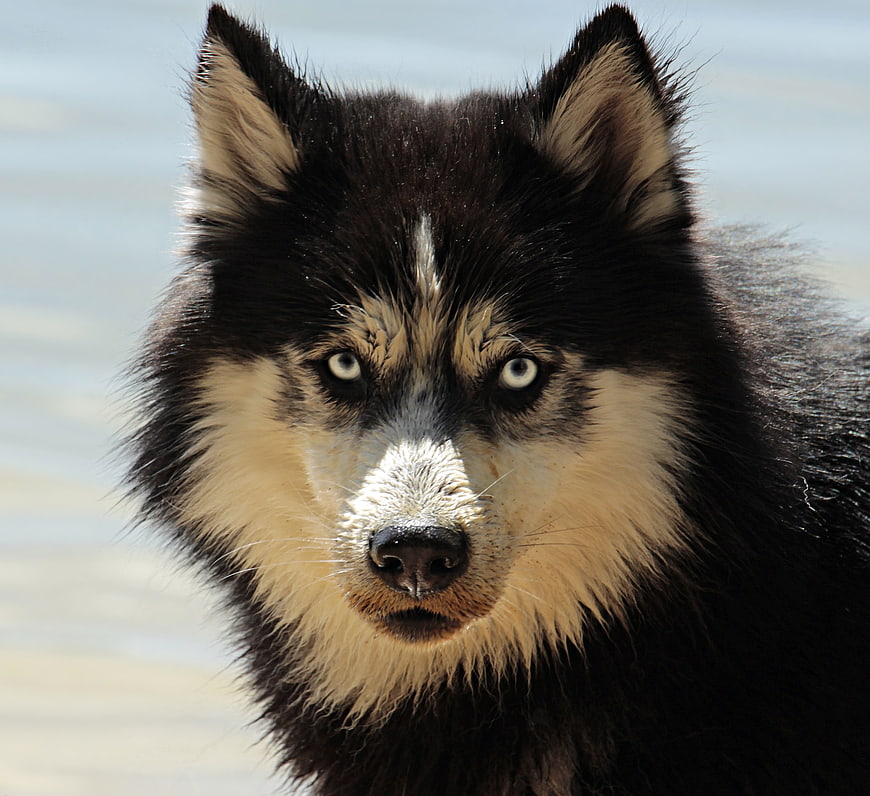 Close-up portrait of a black and white husky dog