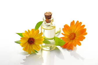 Calendula Essential Oil with Fresh Flowers on White Background