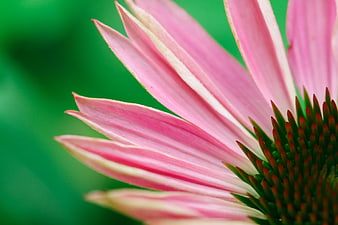 Close-up of pink coneflower petals with green background