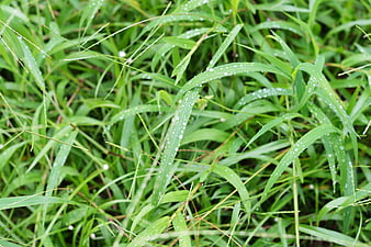 Close-up of green grass blades with fresh morning dew drops