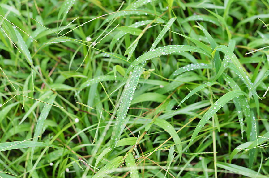 Close-up of green grass blades with fresh morning dew drops