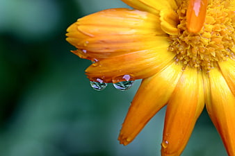 Close-up of orange flower petals with water droplets