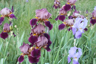 Purple and Lavender Irises in a Green Garden