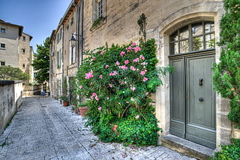 Charming cobblestone street with pink oleander flowers and stone architecture