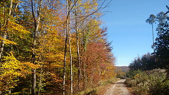 Dirt path through vibrant autumn forest with golden leaves
