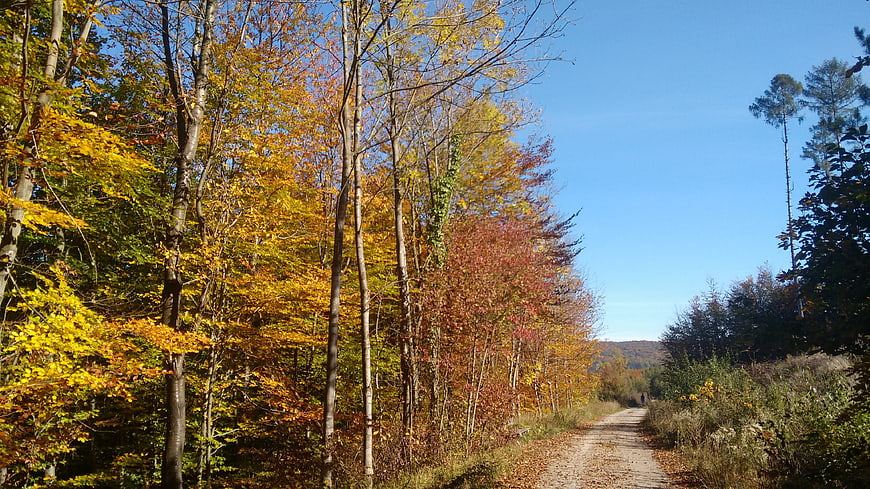 Dirt path through vibrant autumn forest with golden leaves