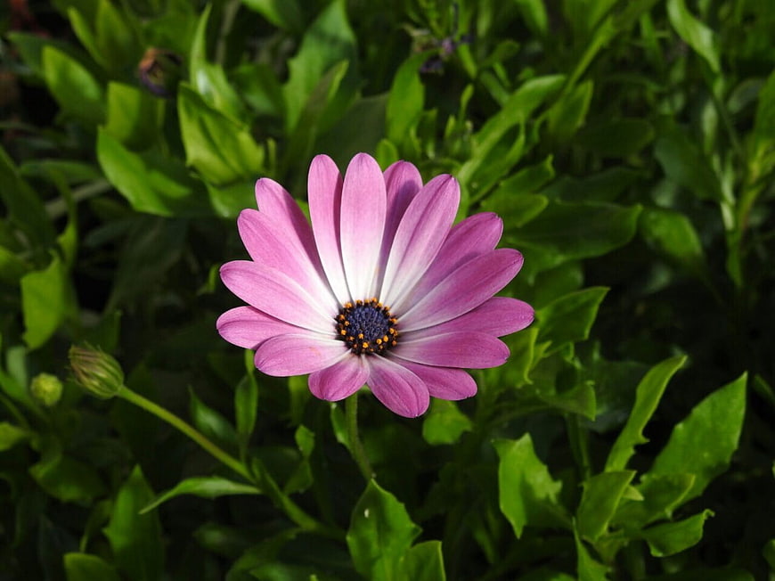 Pink Osteospermum Daisy Flower in Green Garden