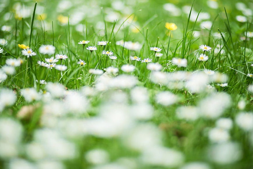 White Daisies in Green Grass Field with Shallow Depth of Field