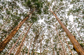 Low angle view of tall eucalyptus trees in a forest canopy