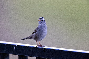 White-crowned Sparrow Perched on Black Railing