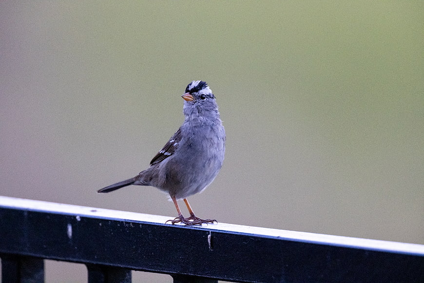 White-crowned Sparrow Perched on Black Railing