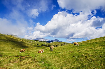 Cows grazing on green alpine meadow with mountains