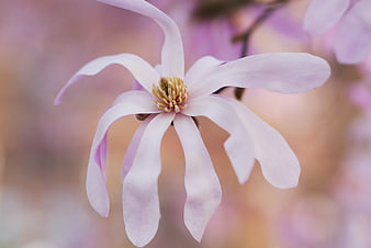 Close-up of delicate pink magnolia flower with blurred background