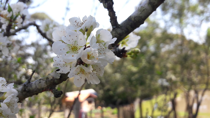 Close-up of white cherry blossoms on a tree branch