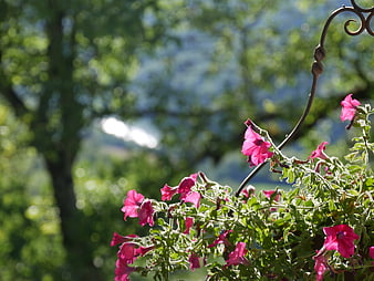Pink Petunias in Hanging Basket with Blurred Green Background