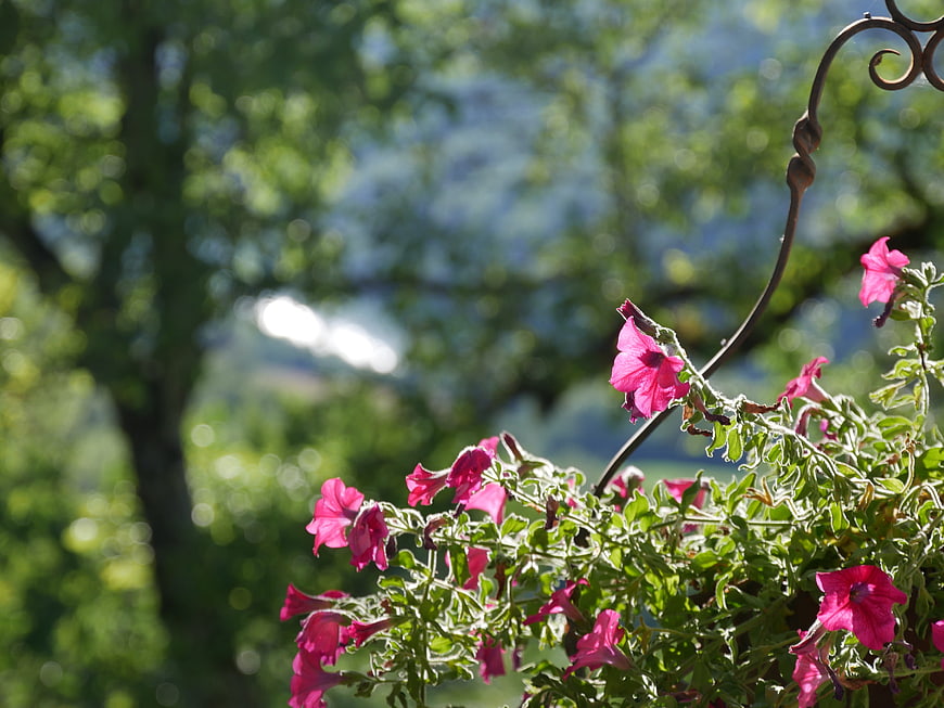 Pink Petunias in Hanging Basket with Blurred Green Background