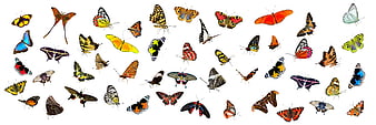 Multicolored Butterfly Collection Isolated on White Background
