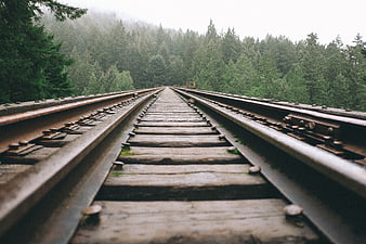 Low angle view of railway tracks leading into misty forest