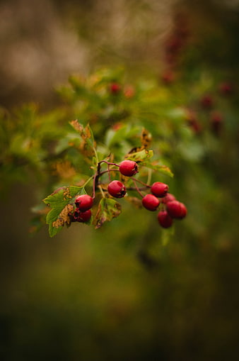 Close-up of red berries on a branch with blurred green background