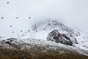 Snowy mountain peak with flock of birds in foggy weather