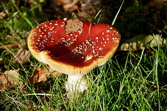 Red Fly Agaric Mushroom in Green Grass