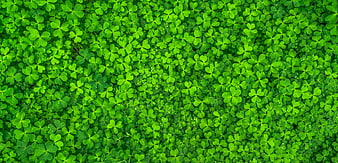 Top View of Vibrant Green Clover Leaves with Dew Drops