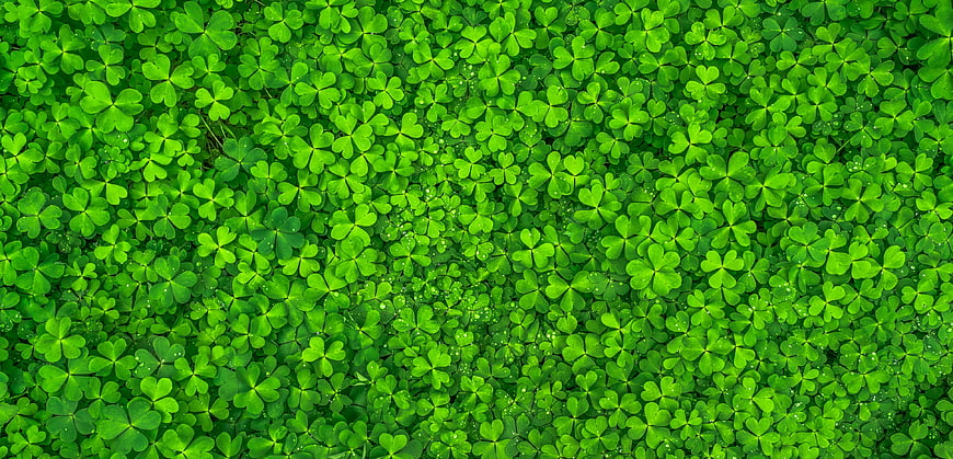 Top View of Vibrant Green Clover Leaves with Dew Drops
