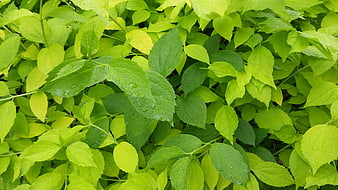 Fresh green leaves with water droplets close-up