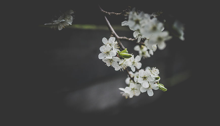 White Blossoms on Branch Against Dark Background