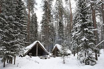 Snow-covered wooden cabins in a winter pine forest