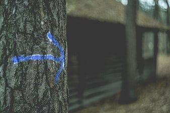 Blue Trail Marker Arrow Painted on Tree Bark in Forest