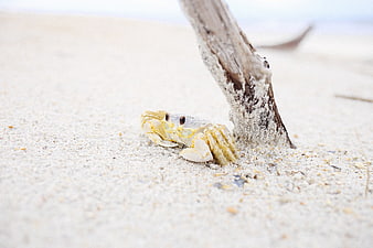 Small Ghost Crab Hiding Behind Driftwood on Sandy Beach
