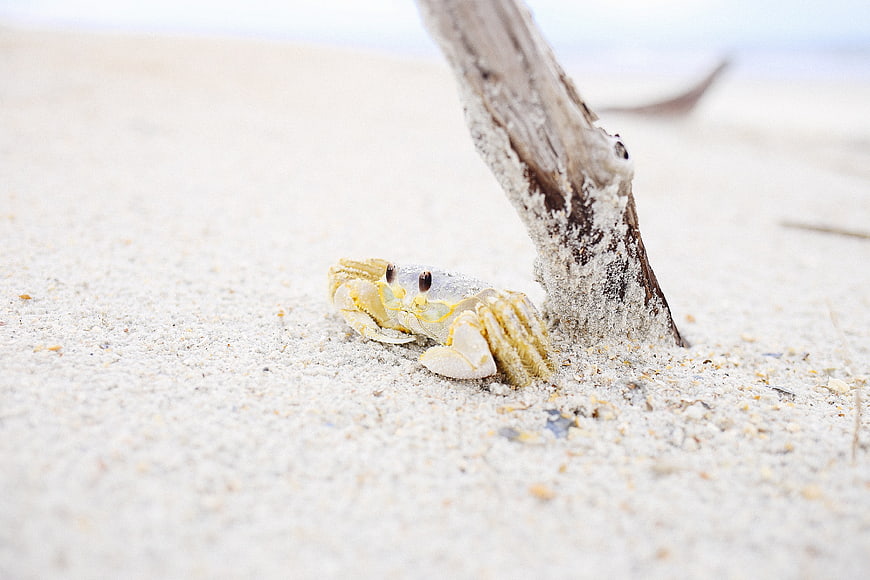 Small Ghost Crab Hiding Behind Driftwood on Sandy Beach