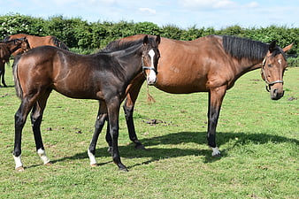 Brown Mare and Foal Standing in Green Pasture