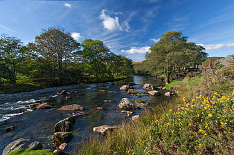River Esk flowing through Lake District with yellow gorse