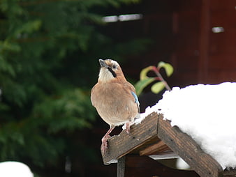 Eurasian Jay perched on snowy wooden birdhouse in winter