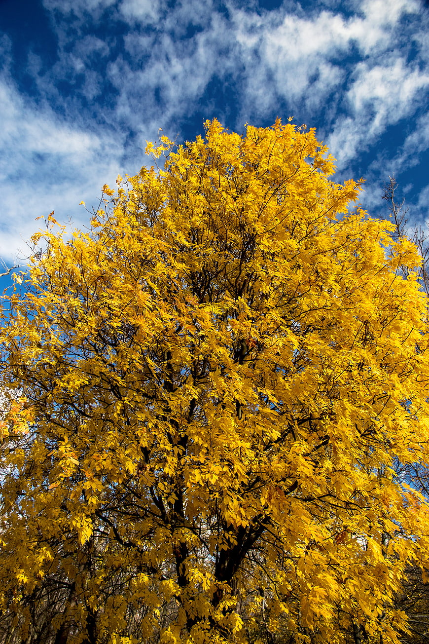 Vibrant Yellow Autumn Tree Against Blue Sky