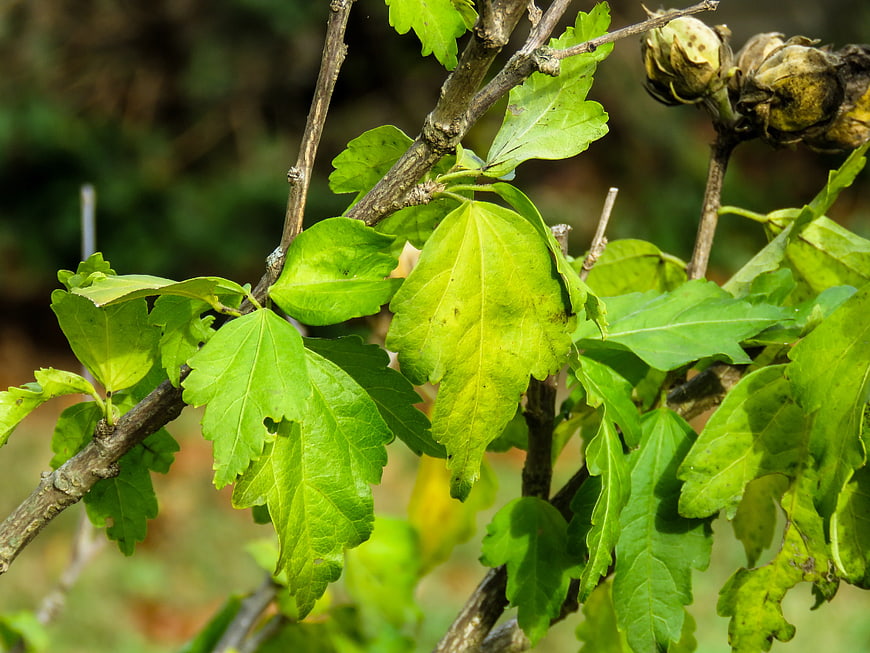 Close-up of green hibiscus leaves on woody branches