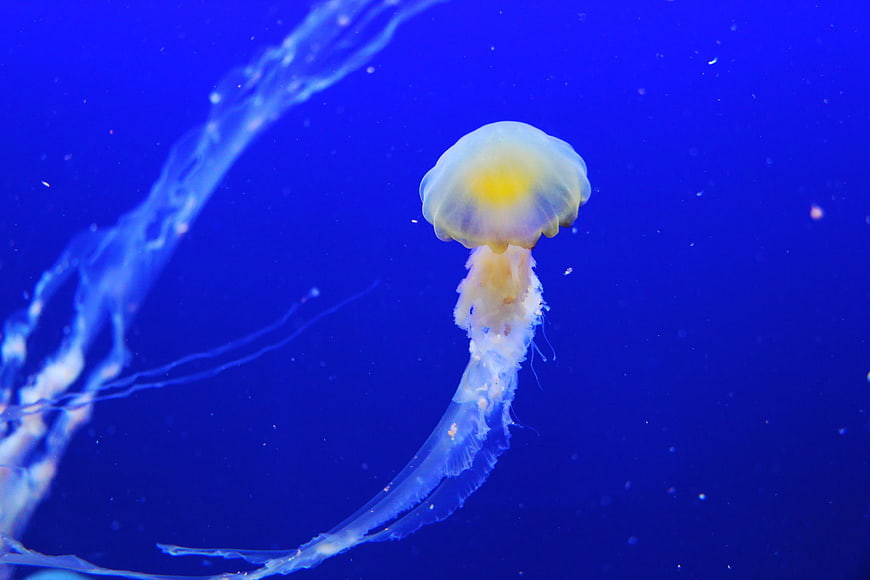 Glowing Jellyfish Floating in Deep Blue Ocean Water
