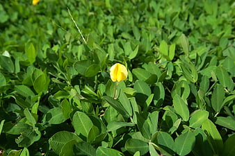 Single yellow flower blooming in lush green foliage