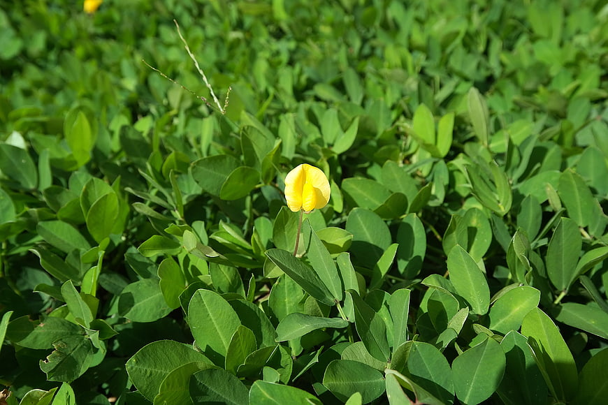 Single yellow flower blooming in lush green foliage