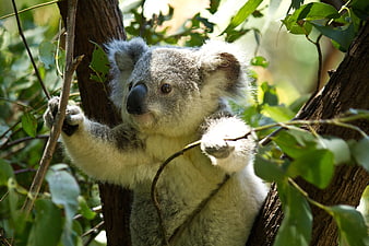 Cute Koala Bear Climbing Eucalyptus Tree in Sunlight