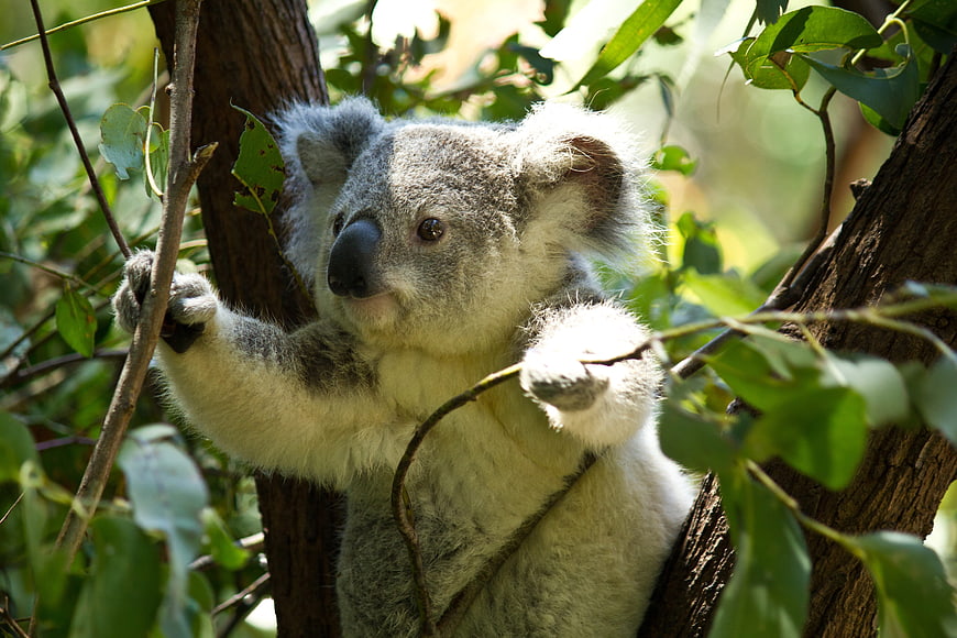 Cute Koala Bear Climbing Eucalyptus Tree in Sunlight