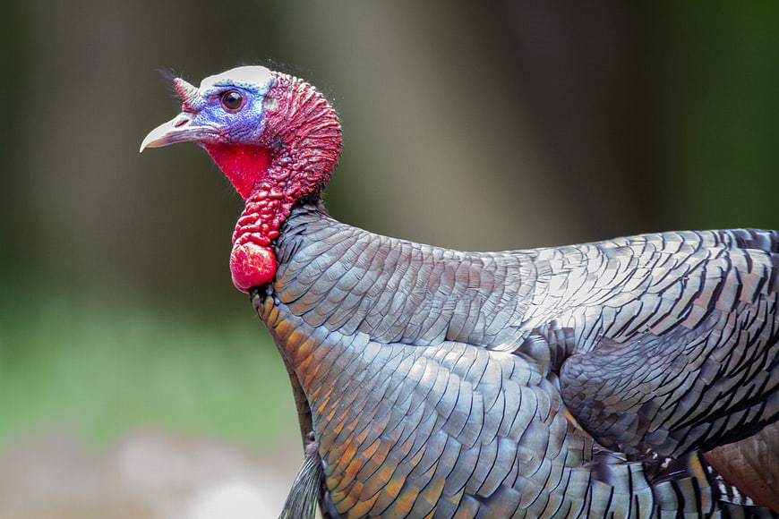 Close-up portrait of a wild turkey with vibrant red wattle