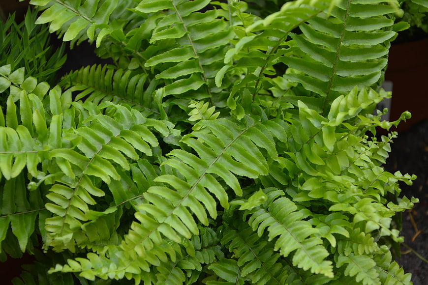 Close-up of lush green Boston fern fronds