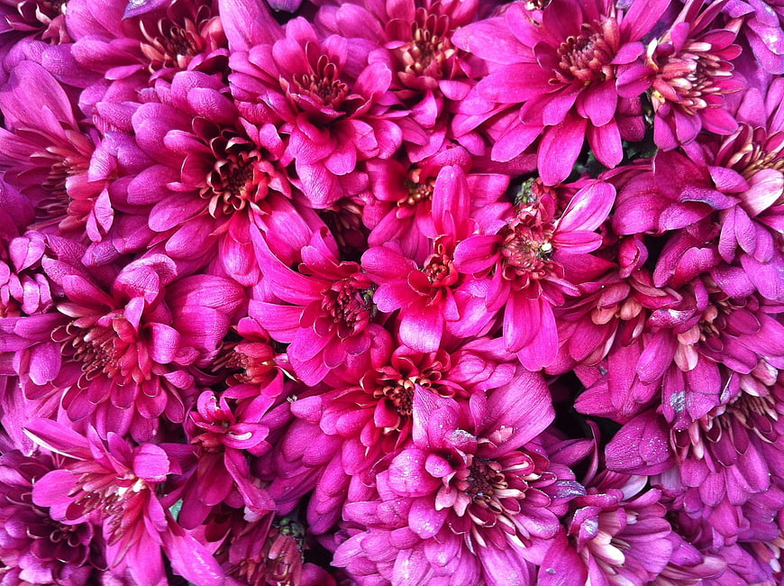 Vibrant Pink Chrysanthemum Flower Close-Up Background