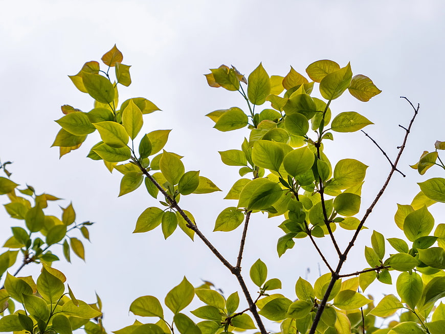 Backlit Green Leaves on Branches Against White Sky