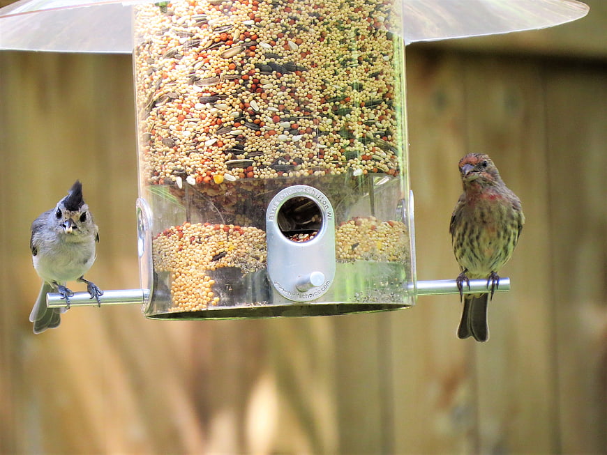 Tufted Titmouse and House Finch at Bird Feeder