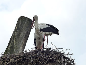 Two white storks standing in a large nest on a wooden post